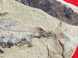 Fossil Cichlid, Middle Eocene, Mahenga, Tanzania Ref. MHG-6 -