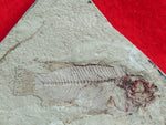 Fossil Cichlid, Middle Eocene, Mahenga, Tanzania Ref. MHG-7