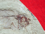 Fossil Cichlid, Middle Eocene, Mahenga, Tanzania Ref. MHG-7