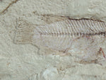 Fossil Cichlid, Middle Eocene, Mahenga, Tanzania Ref. MHG-7