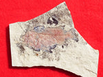Fossil Cichlid, Middle Eocene, Mahenga, Tanzania Ref. MHG-9