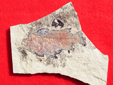 Fossil Cichlid, Middle Eocene, Mahenga, Tanzania Ref. MHG-9