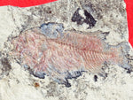 Fossil Cichlid, Middle Eocene, Mahenga, Tanzania Ref. MHG-9