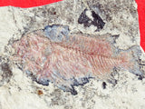 Fossil Cichlid, Middle Eocene, Mahenga, Tanzania Ref. MHG-9