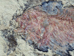 Fossil Cichlid, Middle Eocene, Mahenga, Tanzania Ref. MHG-9