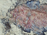 Fossil Cichlid, Middle Eocene, Mahenga, Tanzania Ref. MHG-9