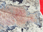 Fossil Cichlid, Middle Eocene, Mahenga, Tanzania Ref. MHG-9