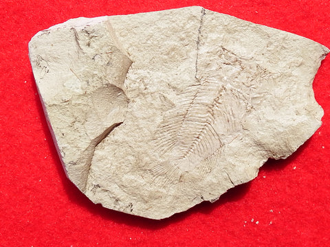 Fossil Cichlid, Middle Eocene, Mahenga, Tanzania Ref. MHG-15