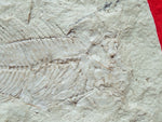 Fossil Cichlid, Middle Eocene, Mahenga, Tanzania Ref. MHG-15