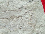 Fossil Cichlid, Middle Eocene, Mahenga, Tanzania Ref. MHG-15