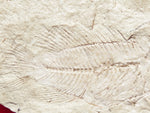 Fossil Cichlid, Middle Eocene, Mahenga, Tanzania Ref. MHG-15