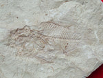 Fossil Cichlid, Middle Eocene, Mahenga, Tanzania Ref. MHG-16