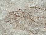 Fossil Cichlid, Middle Eocene, Mahenga, Tanzania Ref. MHG-16