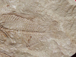 Fossil Cichlid, Middle Eocene, Mahenga, Tanzania Ref. MHG-16