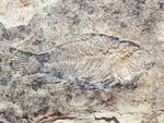 Fossil Cichlid, Middle Eocene, Mahenga, Tanzania Ref. MHG-18