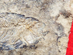 Fossil Cichlid, Middle Eocene, Mahenga, Tanzania Ref. MHG-18