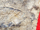 Fossil Cichlid, Middle Eocene, Mahenga, Tanzania Ref. MHG-18