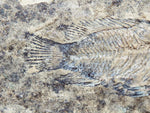 Fossil Cichlid, Middle Eocene, Mahenga, Tanzania Ref. MHG-18