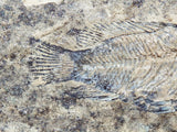 Fossil Cichlid, Middle Eocene, Mahenga, Tanzania Ref. MHG-18