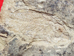 Fossil Cichlid, Middle Eocene, Mahenga, Tanzania Ref. MHG-18