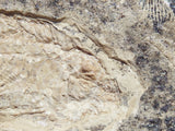 Fossil Cichlid, Middle Eocene, Mahenga, Tanzania Ref. MHG-18