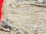 Fossil Cichlid, Middle Eocene, Mahenga, Tanzania Ref. MHG-18