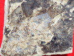 Fossil Cichlid, Middle Eocene, Mahenga, Tanzania Ref. MHG-20