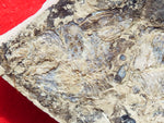 Fossil Cichlid, Middle Eocene, Mahenga, Tanzania Ref. MHG-20