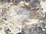 Fossil Cichlid, Middle Eocene, Mahenga, Tanzania Ref. MHG-20