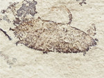 Fossil Plant, unknown species,  Middle Eocene, Mahenga, Tanzania  Ref. MHG-19