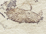Fossil Plant, unknown species,  Middle Eocene, Mahenga, Tanzania  Ref. MHG-19