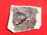 Fossil Plant, unknown Legume  Middle Eocene, Mahenga, Tanzania  Ref. MHG-14