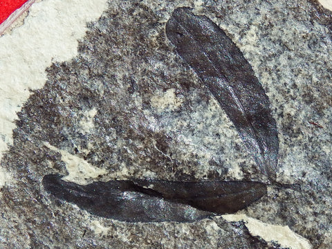Fossil Plant, unknown Legume  Middle Eocene, Mahenga, Tanzania  Ref. MHG-14