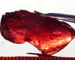 Garnet – Umba – Tanzania 16.60 cts - Ref. MG/55