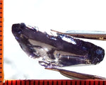 Iolite - India - 10.06 cts - Ref. IL/12