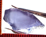Iolite - India - 9.37 cts - Ref. IL/32