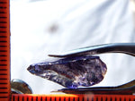 Iolite - India – 7.27 cts - Ref. IL/37