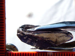 Iolite - India – 13.14 cts - Ref. IL/42
