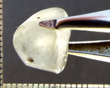 Zircon - Tanzania 13.01 cts - Ref. ZR/63